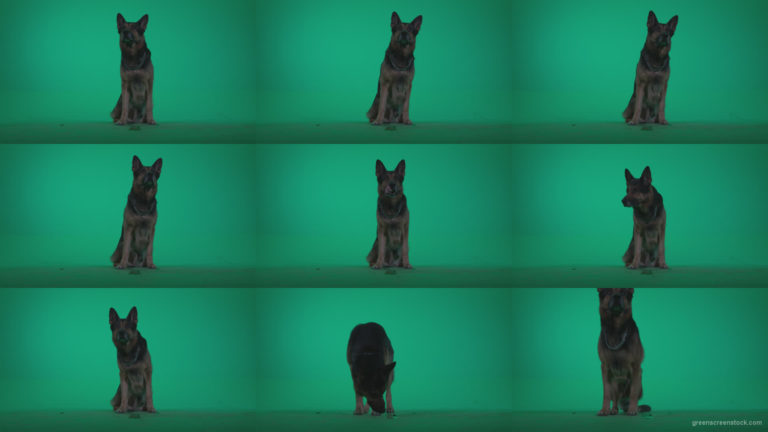 German-Shepherd-dog-f1-Green-Screen-Video-Footage Green Screen Stock