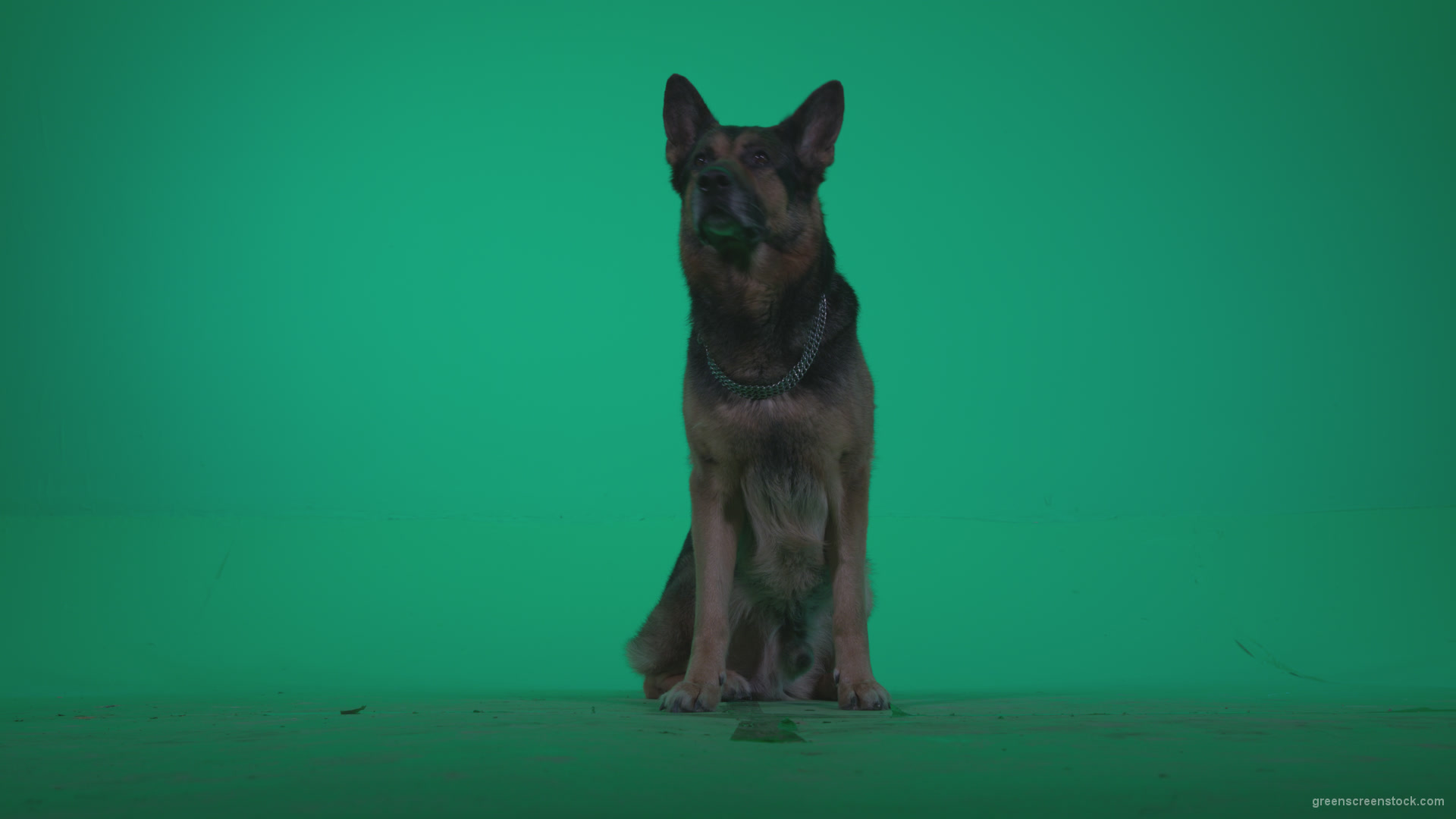 German-Shepherd-dog-f1-Green-Screen-Video-Footage_001 Green Screen Stock