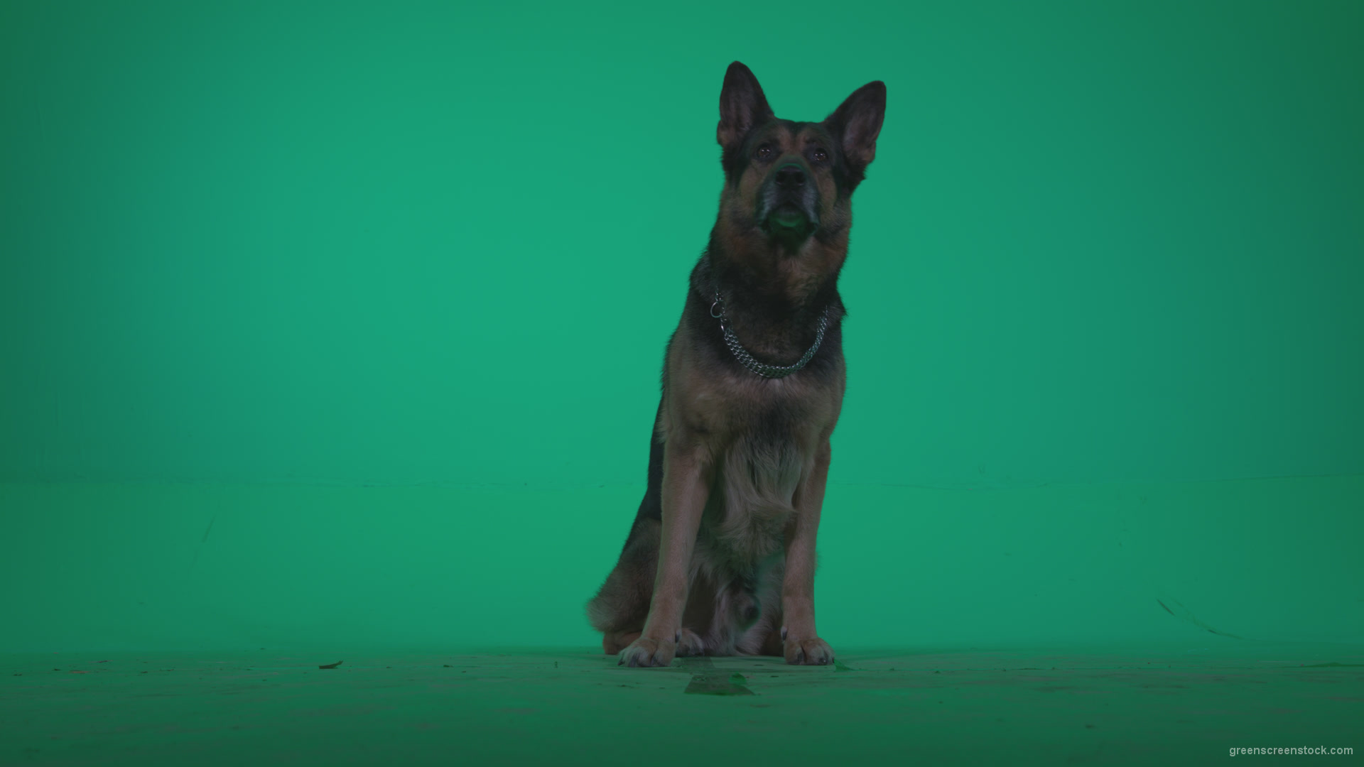 German-Shepherd-dog-f1-Green-Screen-Video-Footage_002 Green Screen Stock