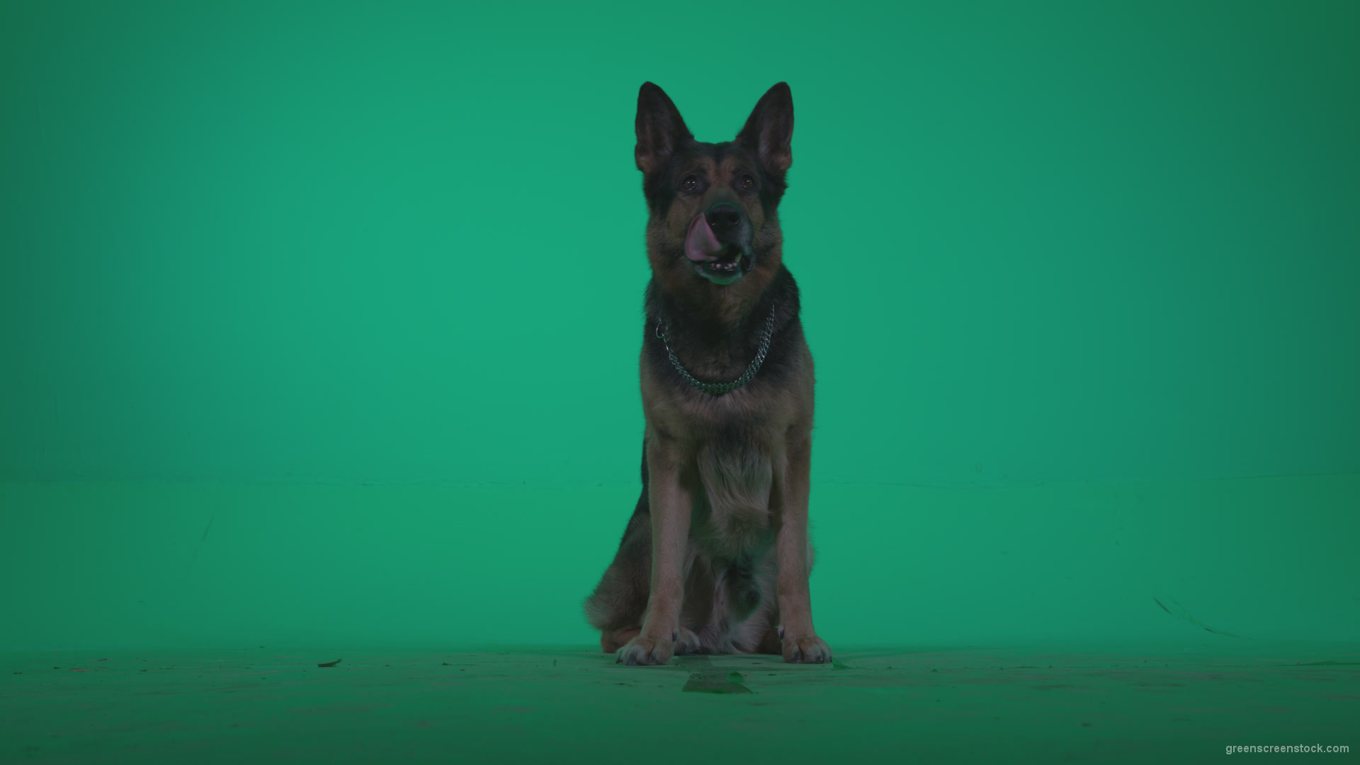 German-Shepherd-dog-f1-Green-Screen-Video-Footage_005 Green Screen Stock