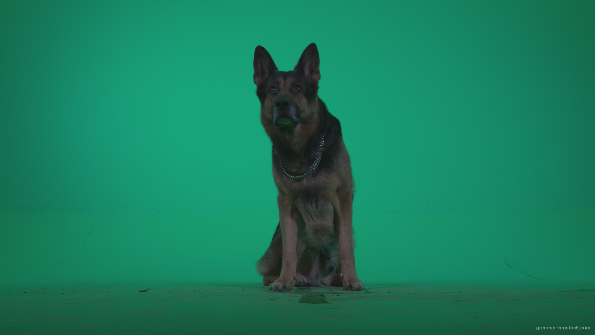 German-Shepherd-dog-f1-Green-Screen-Video-Footage_007 Green Screen Stock