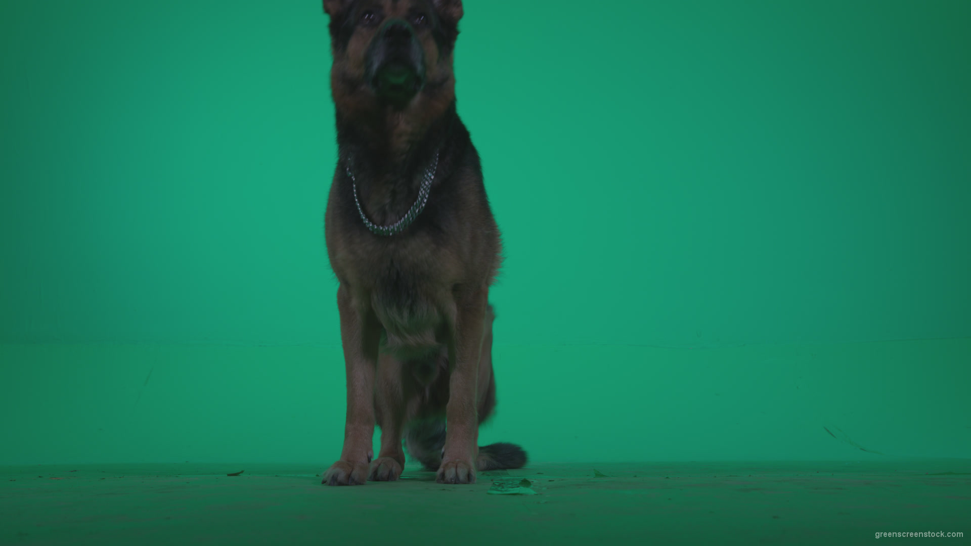 German-Shepherd-dog-f1-Green-Screen-Video-Footage_009 Green Screen Stock
