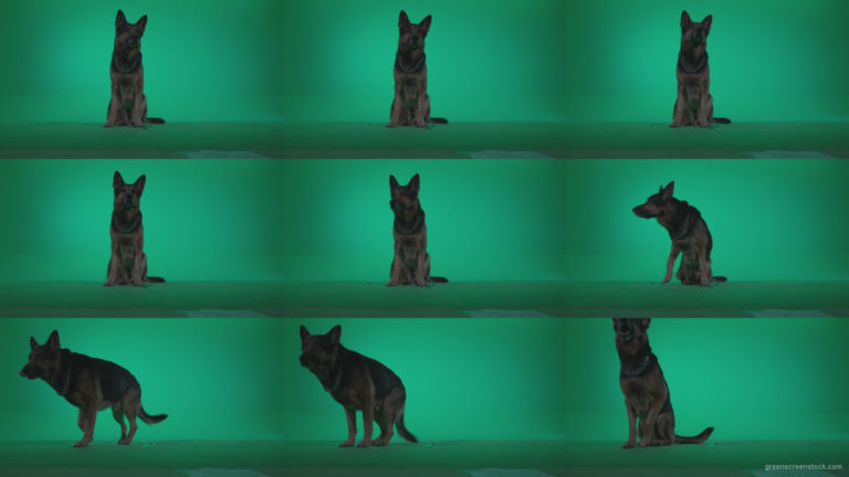 German-Shepherd-dog-f2-Green-Screen-Video-Footage Green Screen Stock