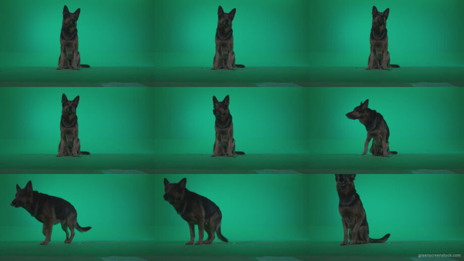 German-Shepherd-dog-f2-Green-Screen-Video-Footage Green Screen Stock