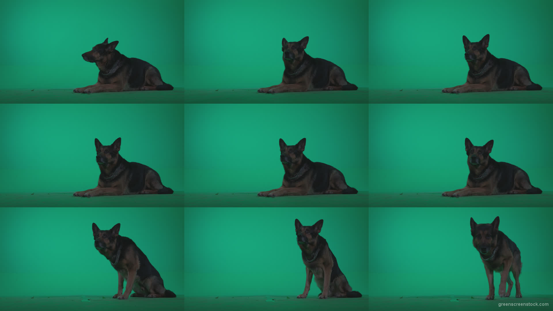 German-Shepherd-dog-f7-Green-Screen-Video-Footage Green Screen Stock