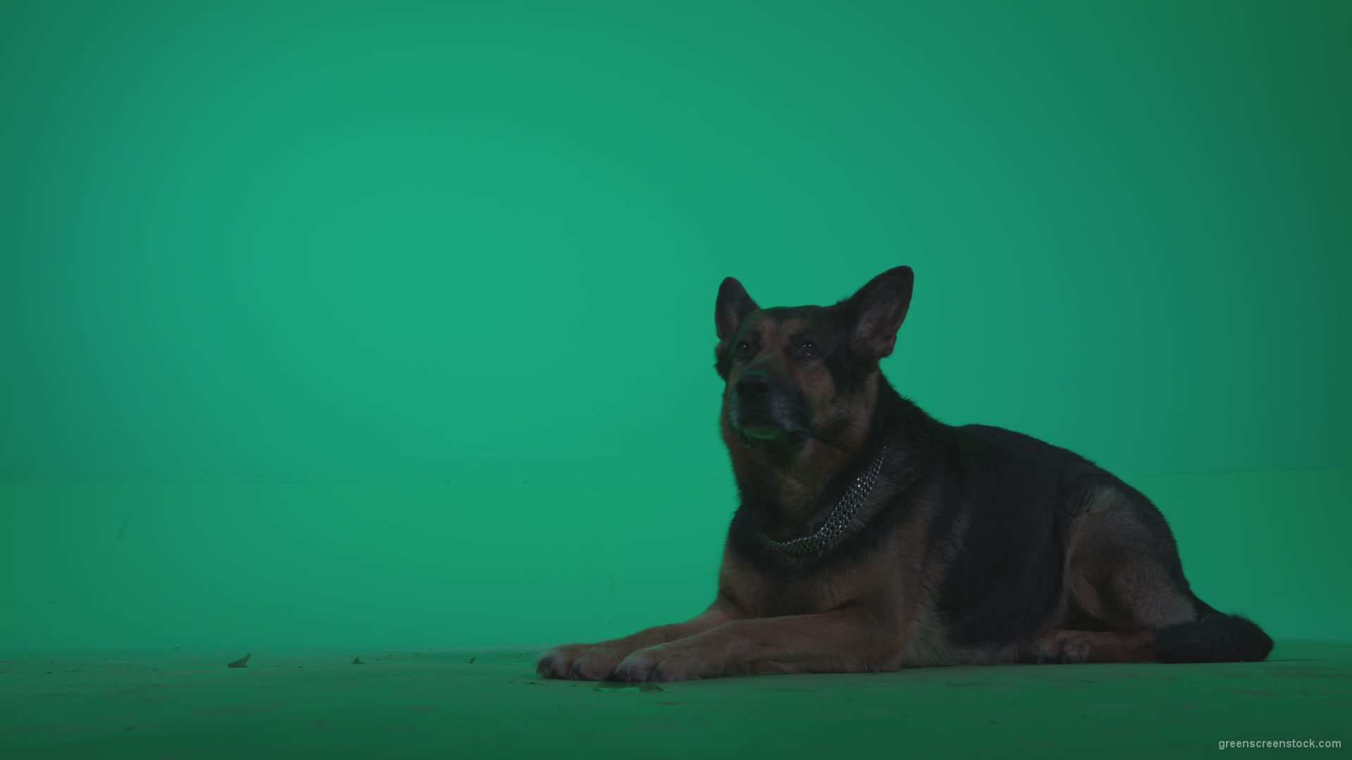 German-Shepherd-dog-f7-Green-Screen-Video-Footage_002 Green Screen Stock