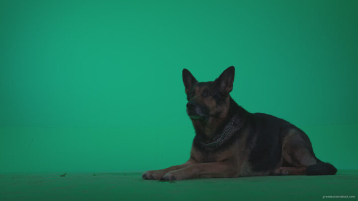 vj video background German-Shepherd-dog-f7-Green-Screen-Video-Footage_003