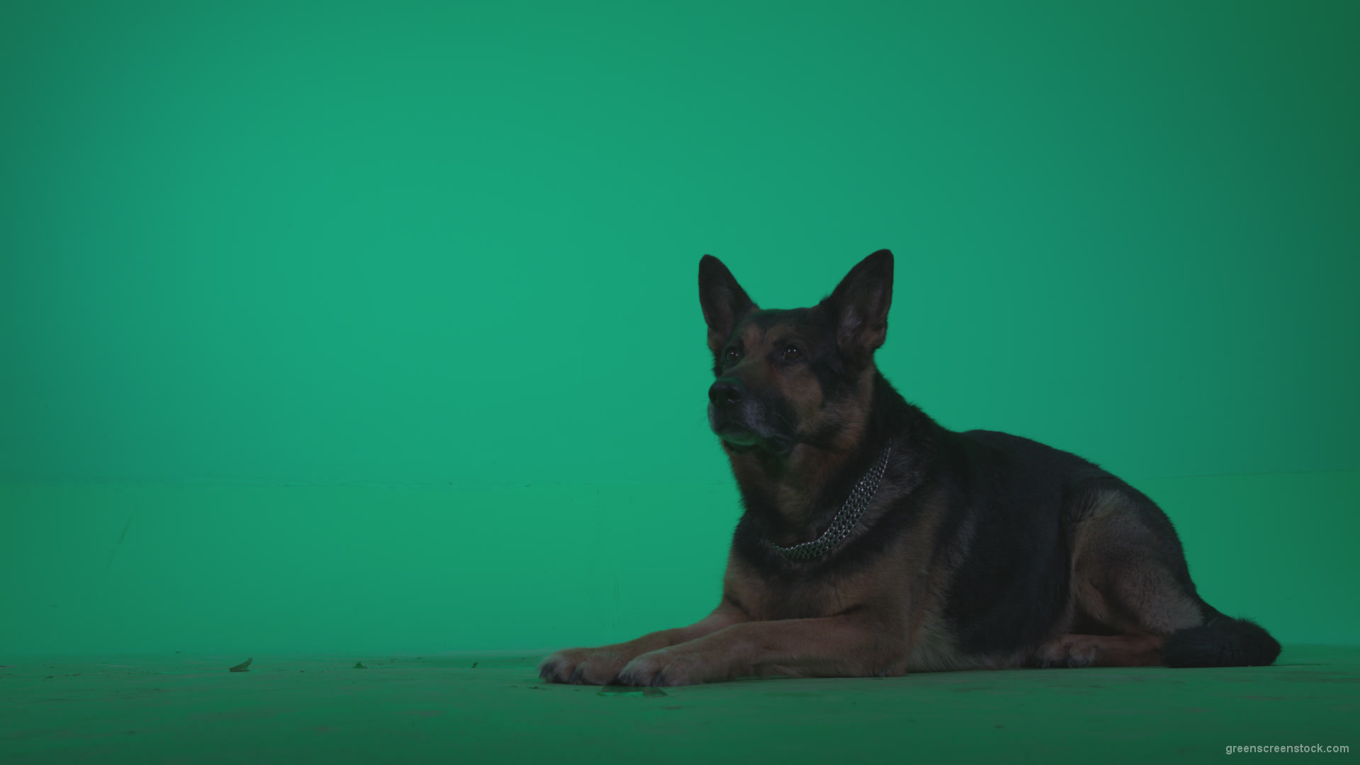 German-Shepherd-dog-f7-Green-Screen-Video-Footage_004 Green Screen Stock