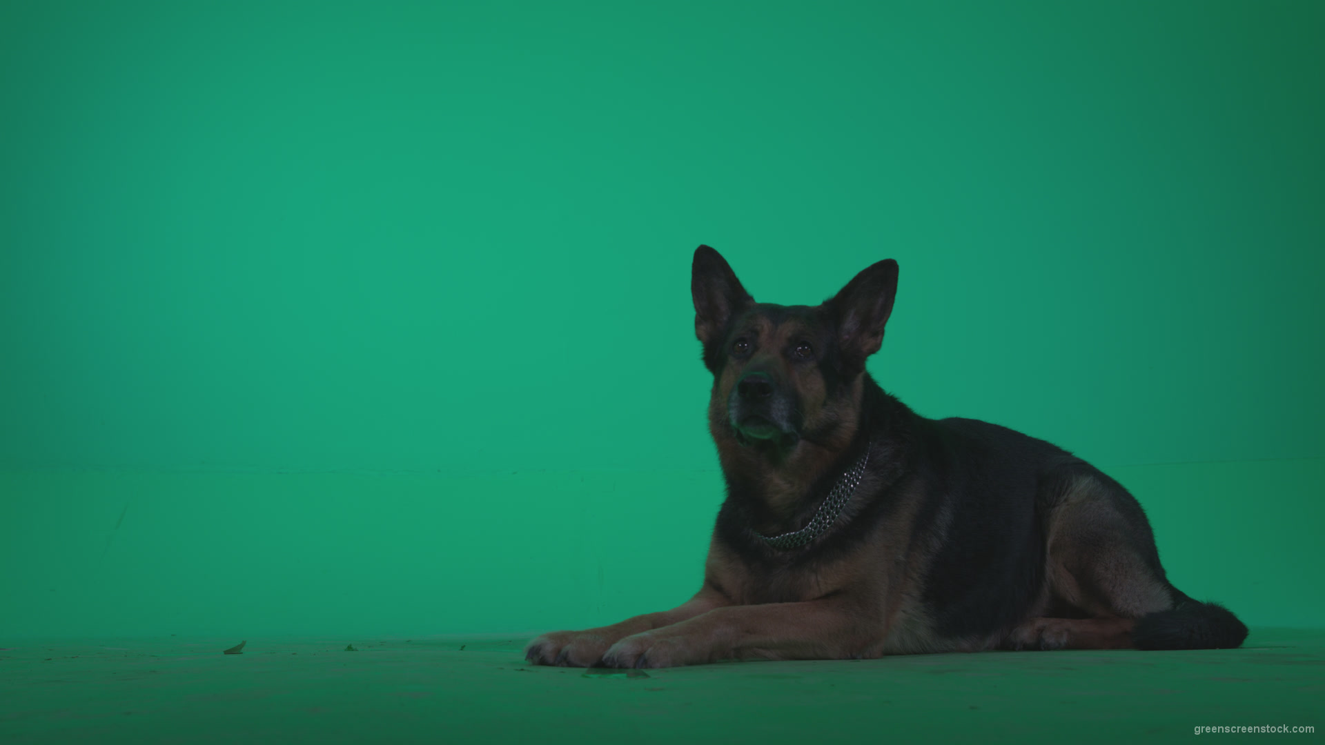 German-Shepherd-dog-f7-Green-Screen-Video-Footage_006 Green Screen Stock