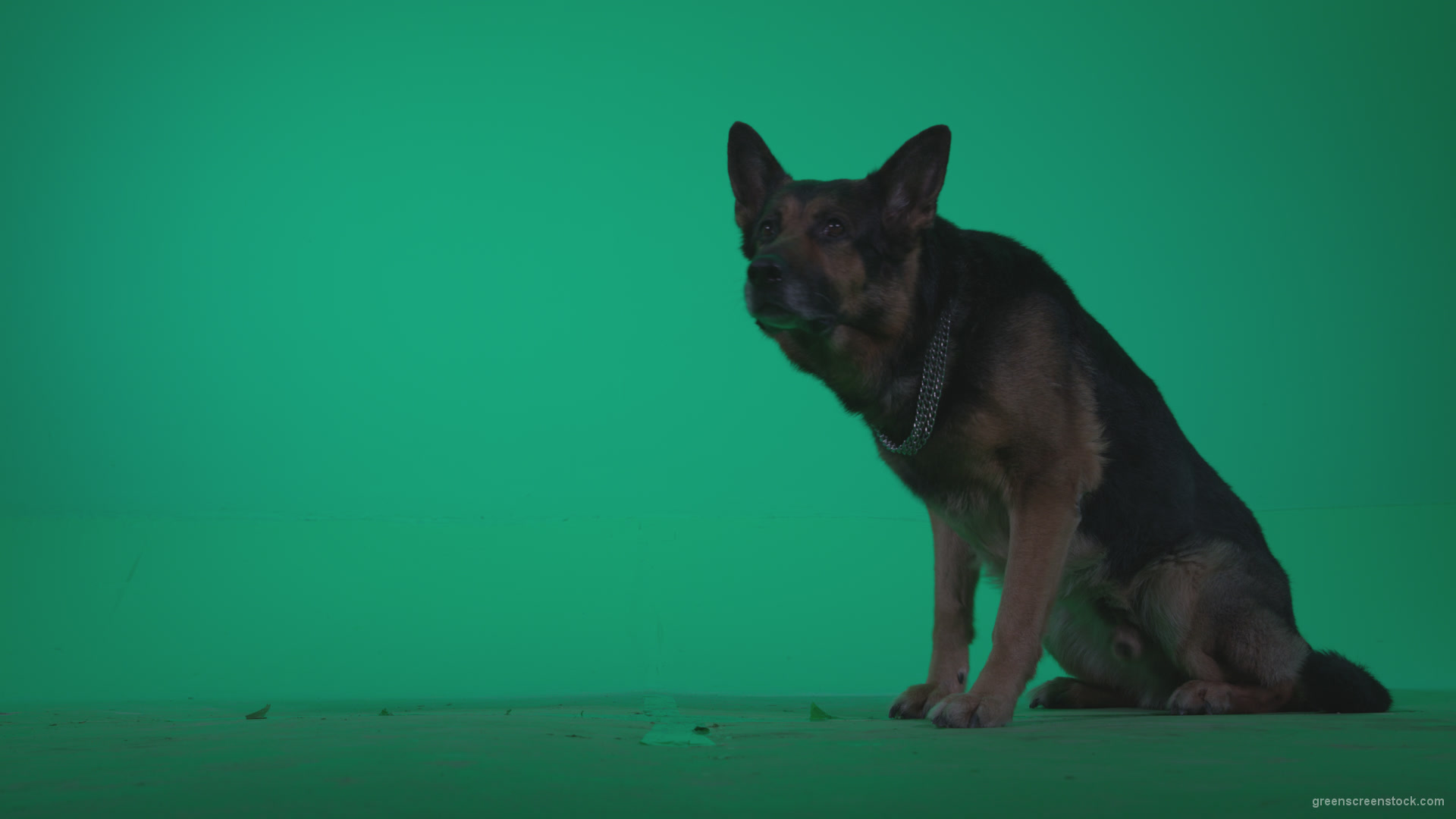German-Shepherd-dog-f7-Green-Screen-Video-Footage_007 Green Screen Stock