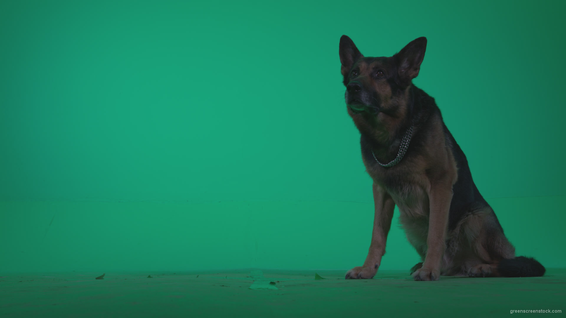 German-Shepherd-dog-f7-Green-Screen-Video-Footage_008 Green Screen Stock