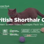 British Shorthair Cat – Green Screen Video Footage