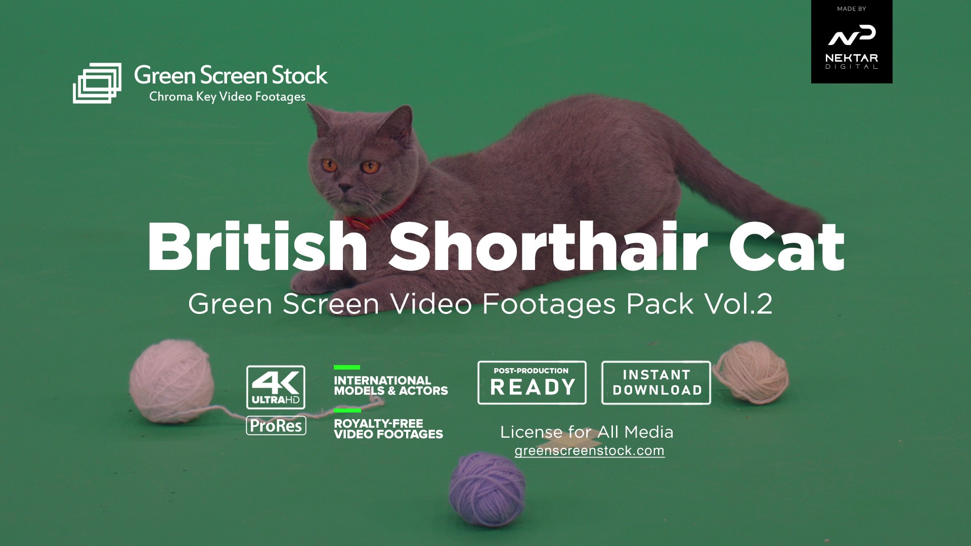 British Shorthair Cat – Green Screen Video Footage