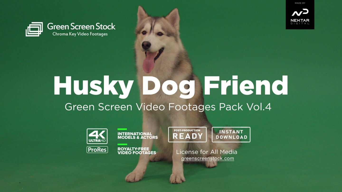 Husky Dog over green screen