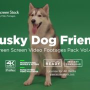 Husky Dog over green screen