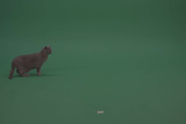 British-shorthair-cat-Green-Screen-Video-Footage-4K