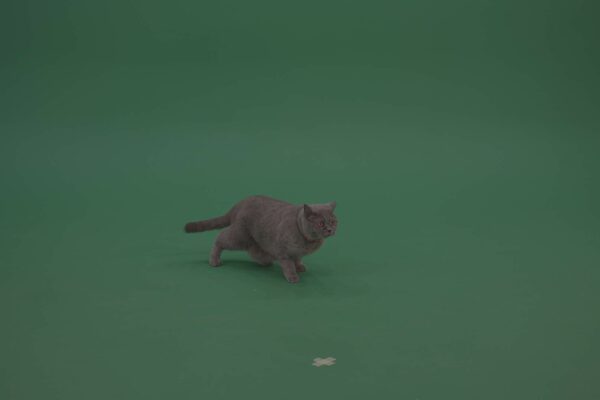 British-shorthair-cat-Green-Screen-Video-Footage-4K