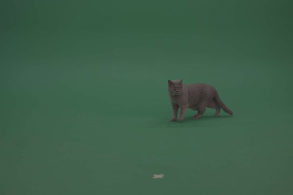 British shorthair cat on green screen
