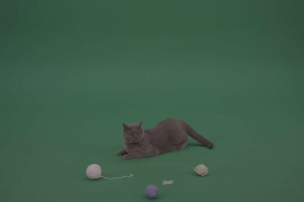 British shorthair cat on green screen video footage