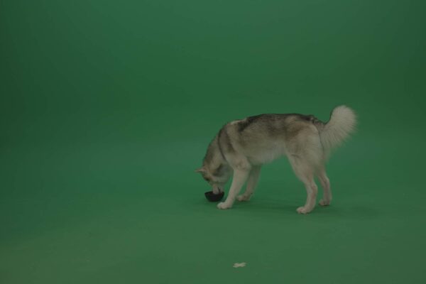 usky-Dog-Green-Screen-Video-Footage-4K