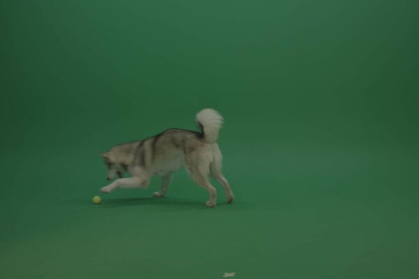 green screen dog video