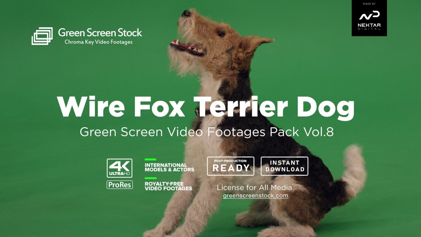 Wire Fox Terrier Dog – Green Screen Video Footage