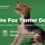 Wire Fox Terrier Dog – Green Screen Video Footage