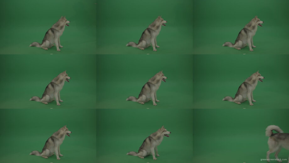 Beautiful_Grey_And_White_Huskie_Dog_Sitting_Still_Then_Slowly_Walking_Away_On_Green_Screen_Chroma_Key_Wall_Background Green Screen Stock