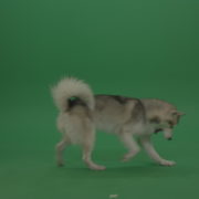 vj video background Beautiful_Grey_White_Huskie_Dog_Running_After_Yellow_Tennis_Balls_Trying_To_Catch_One_On_Green_Screen_Wall_Background_003
