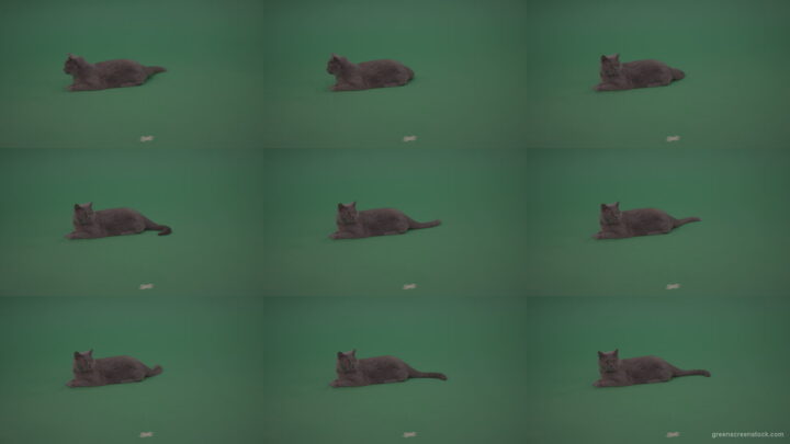 Big-Grey-British-Cat-Lying-On-The-Ground-Wagging-The-Tail-On-Green-Screen-Wall-Chroma-Key-Background Green Screen Stock