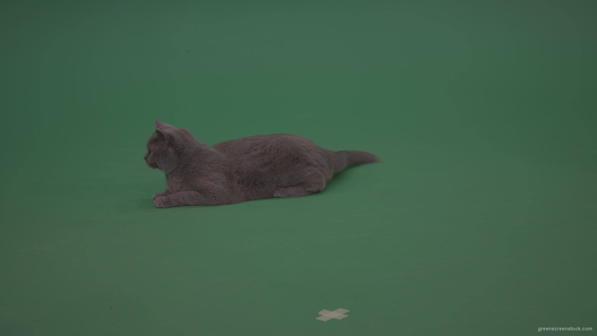 Big grey british cat lying on the ground wagging the tail Green