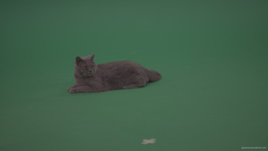 vj video background Big-Grey-British-Cat-Lying-On-The-Ground-Wagging-The-Tail-On-Green-Screen-Wall-Chroma-Key-Background_003