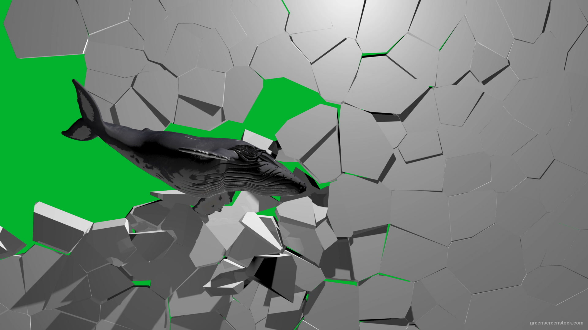 Boom-Wall-3D-Whale-Nektar-DIgital-Green-Screen-Animation_004 Green Screen Stock