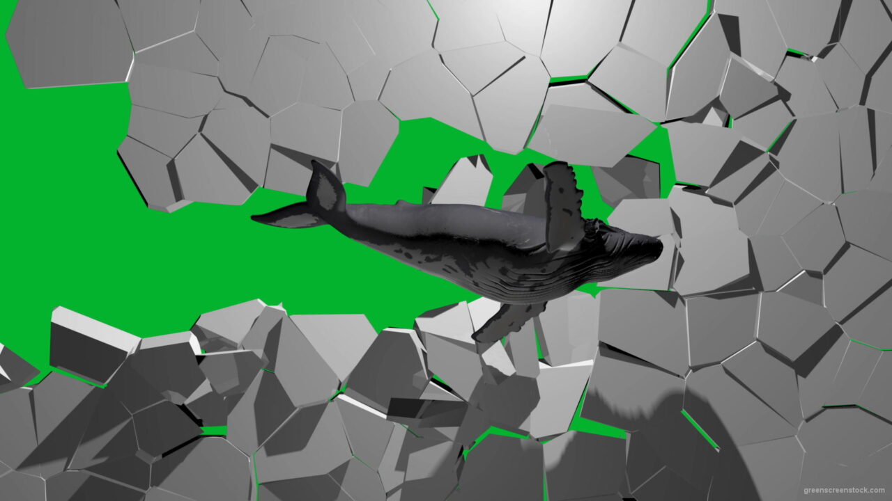 Boom-Wall-3D-Whale-Nektar-DIgital-Green-Screen-Animation_005 Green Screen Stock