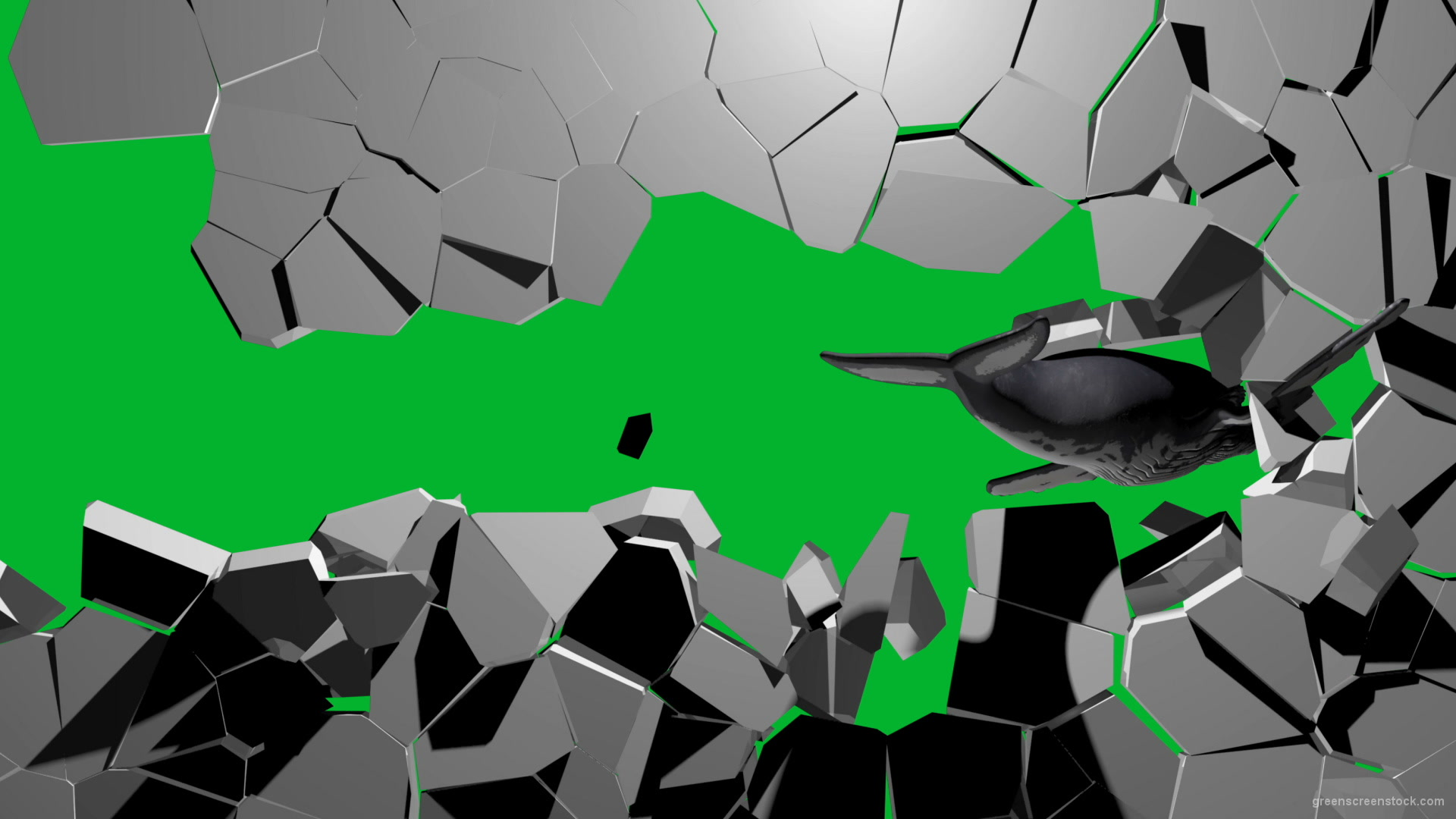 Boom-Wall-3D-Whale-Nektar-DIgital-Green-Screen-Animation_006 Green Screen Stock