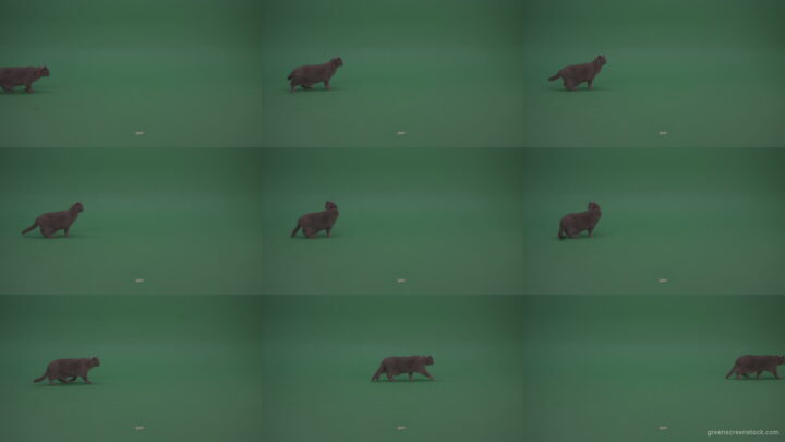 British-Cat-Crawling-Learning-Territory-Looking-Around-Then-Walking-Away-On-Green-Screen-Wall-Green-Screen-Background Green Screen Stock