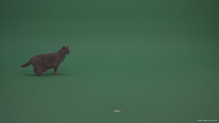 vj video background British-Cat-Crawling-Learning-Territory-Looking-Around-Then-Walking-Away-On-Green-Screen-Wall-Green-Screen-Background_003