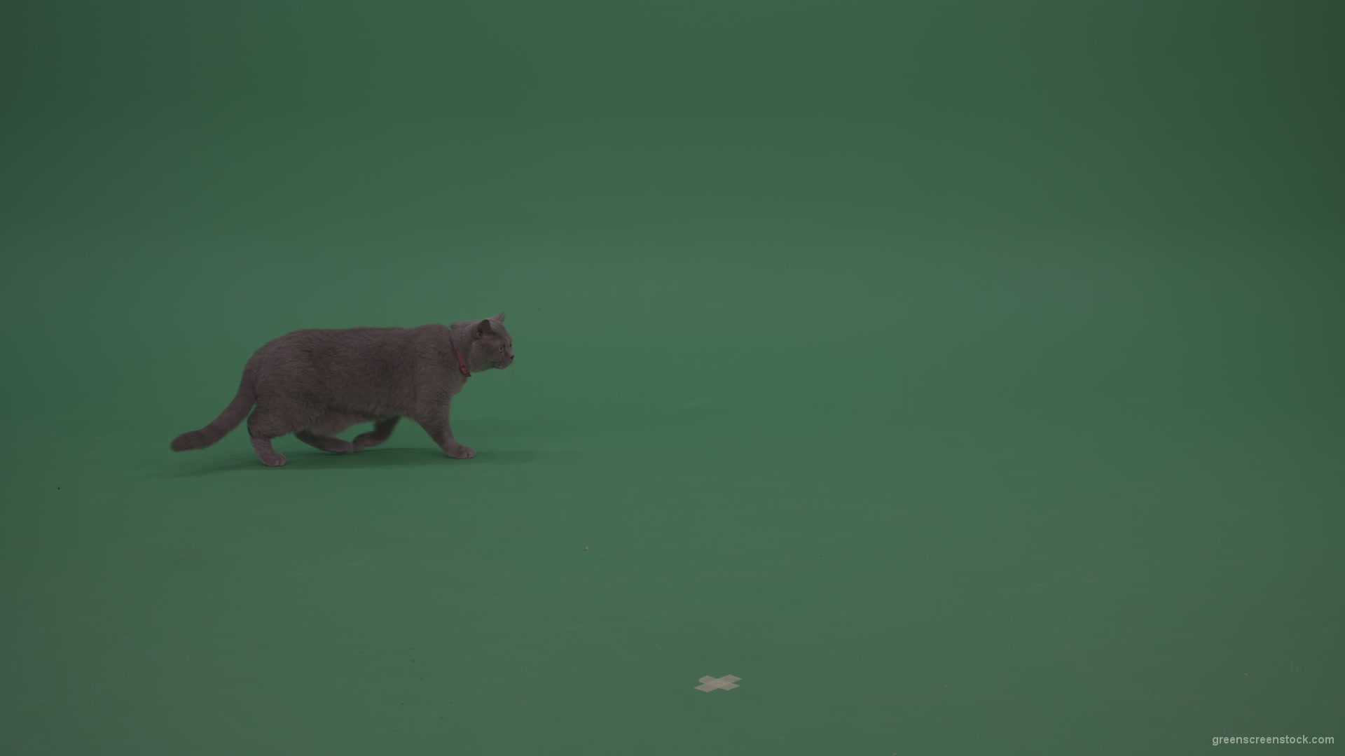 British-Cat-Crawling-Learning-Territory-Looking-Around-Then-Walking-Away-On-Green-Screen-Wall-Green-Screen-Background_007 Green Screen Stock