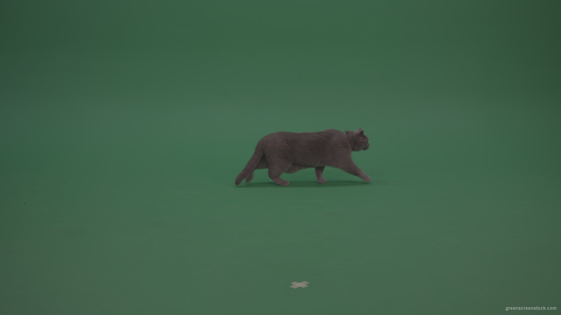 British-Cat-Crawling-Learning-Territory-Looking-Around-Then-Walking-Away-On-Green-Screen-Wall-Green-Screen-Background_008 Green Screen Stock