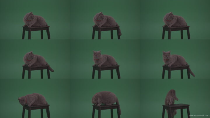 British-Gey-Cat-Sitting-On-Stool-Wagging-The-Tail-On_Green-Screen-Chroma-Key-Wall-Background Green Screen Stock