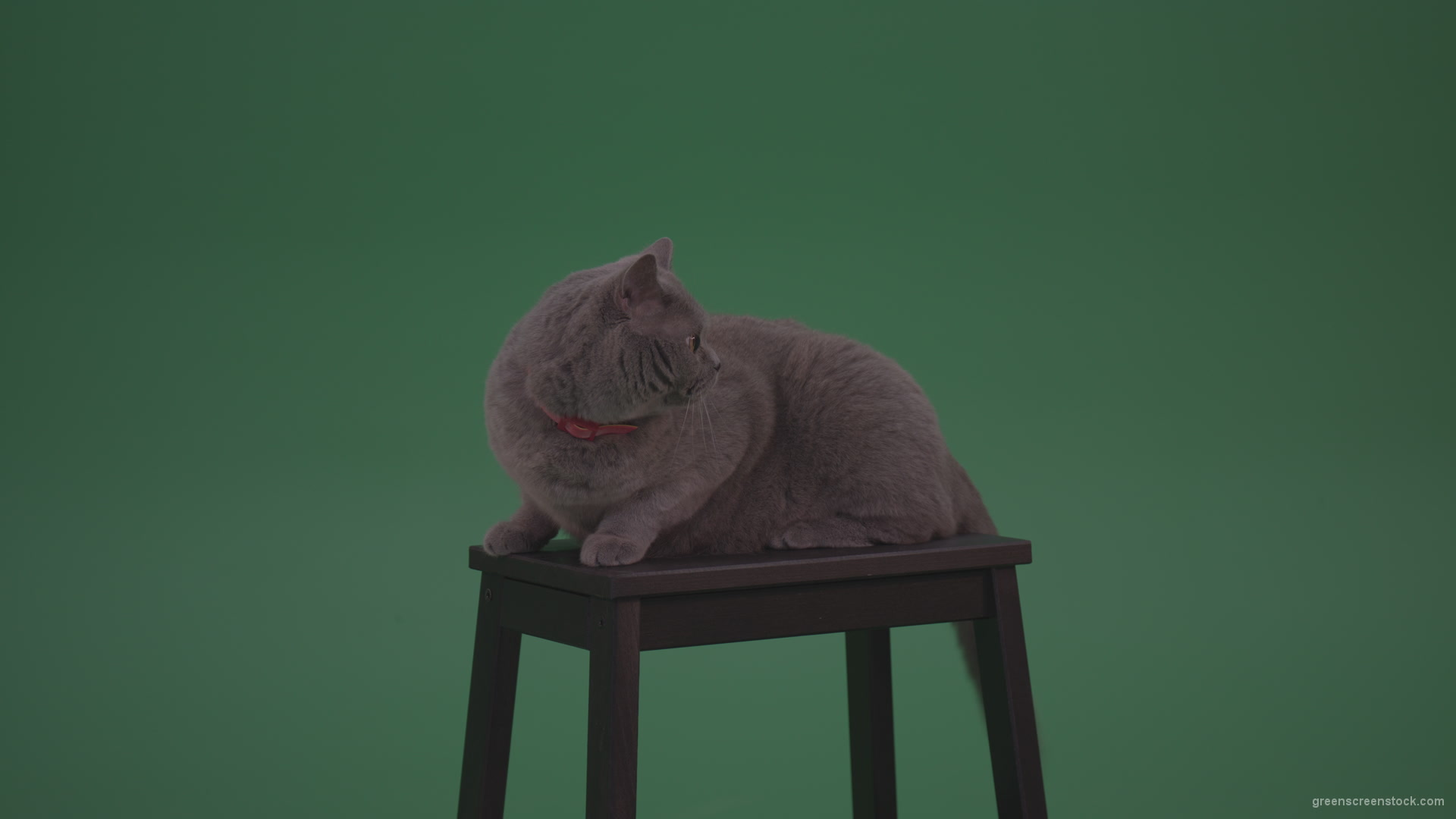 British-Gey-Cat-Sitting-On-Stool-Wagging-The-Tail-On_Green-Screen-Chroma-Key-Wall-Background_001 Green Screen Stock
