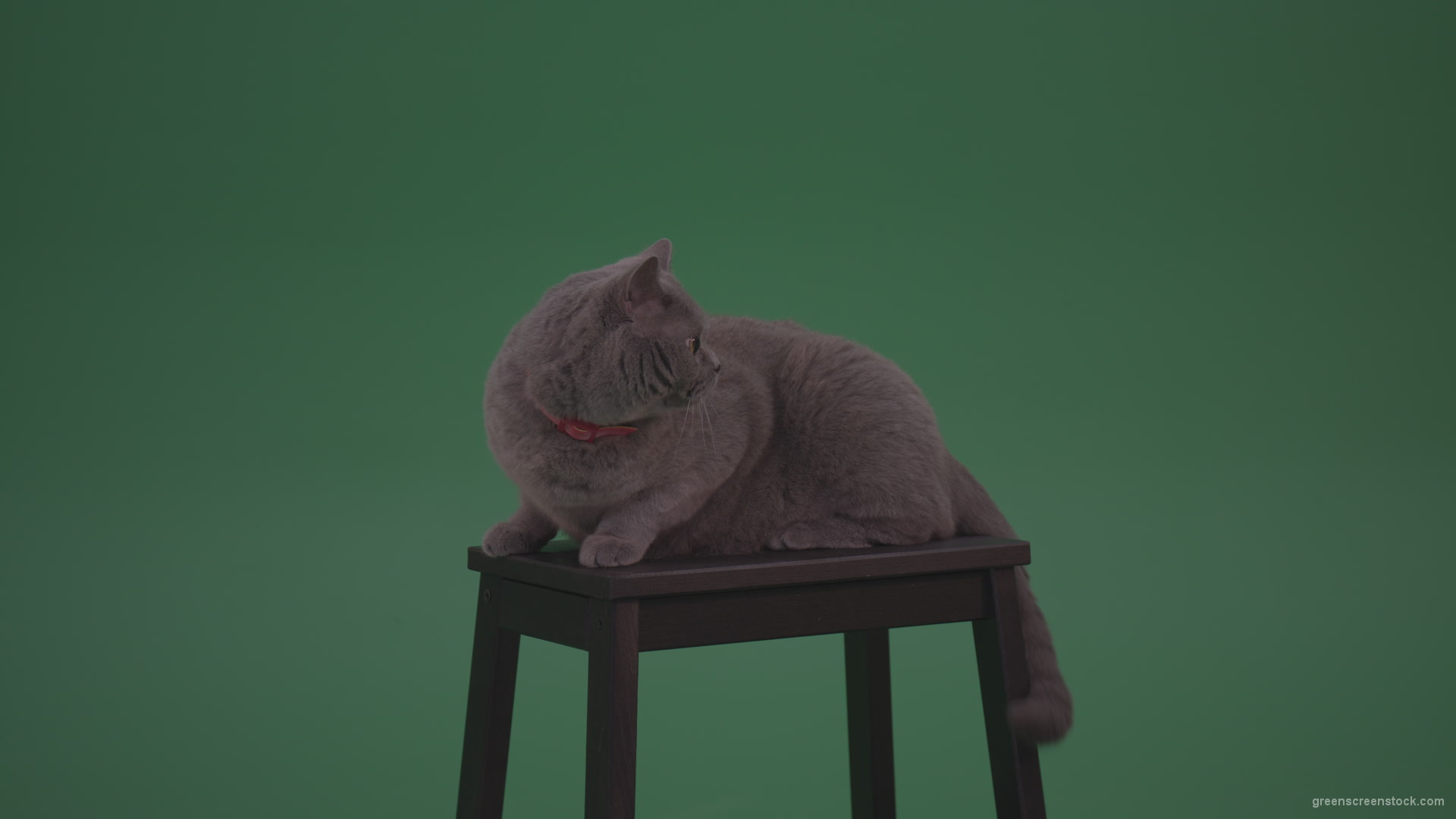 British-Gey-Cat-Sitting-On-Stool-Wagging-The-Tail-On_Green-Screen-Chroma-Key-Wall-Background_002 Green Screen Stock
