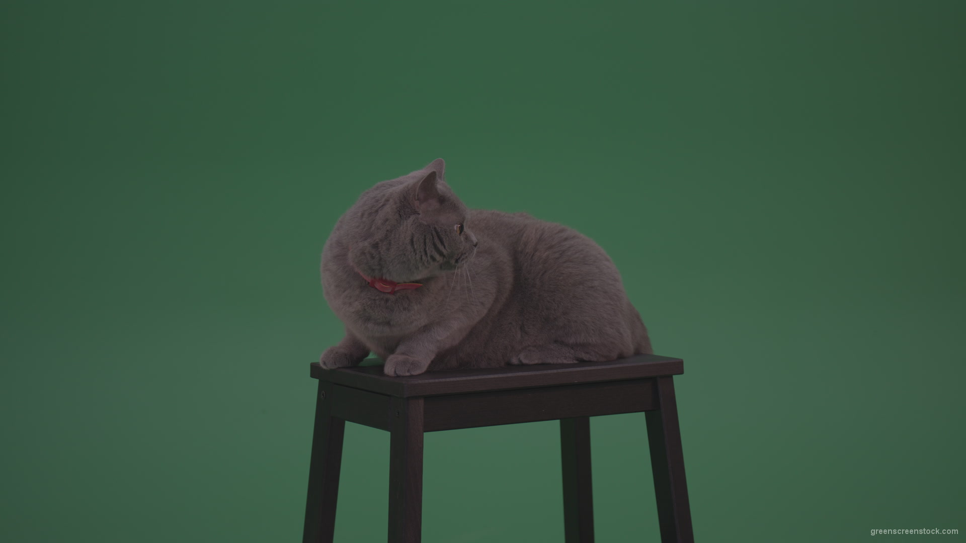 vj video background British-Gey-Cat-Sitting-On-Stool-Wagging-The-Tail-On_Green-Screen-Chroma-Key-Wall-Background_003