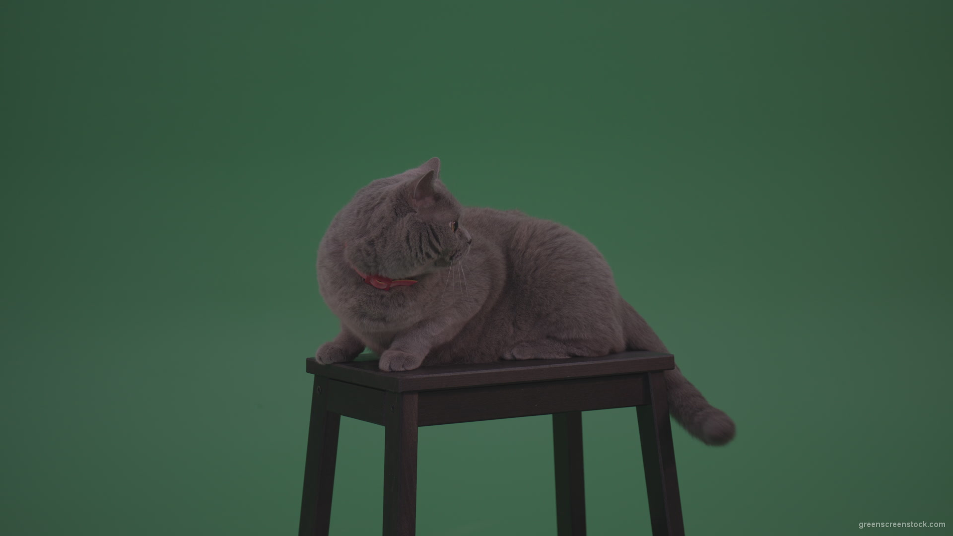 British-Gey-Cat-Sitting-On-Stool-Wagging-The-Tail-On_Green-Screen-Chroma-Key-Wall-Background_004 Green Screen Stock