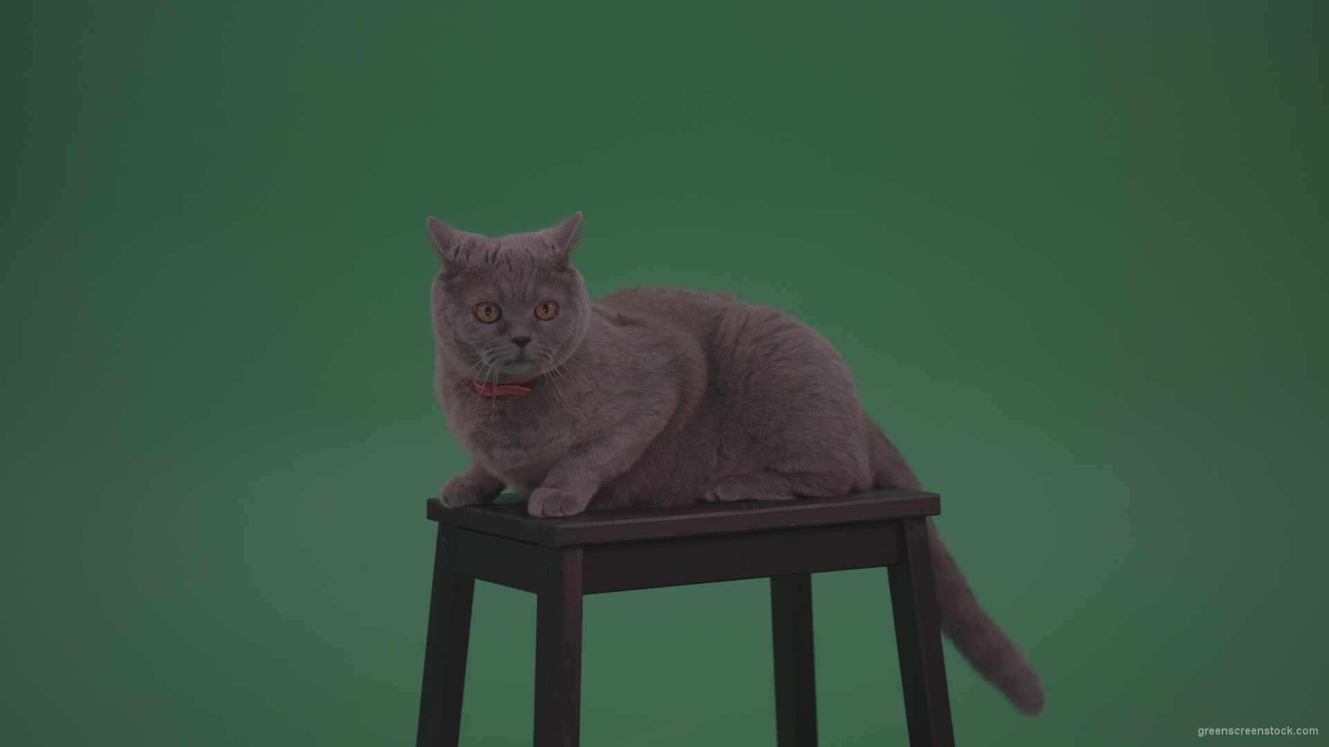 British-Gey-Cat-Sitting-On-Stool-Wagging-The-Tail-On_Green-Screen-Chroma-Key-Wall-Background_006 Green Screen Stock