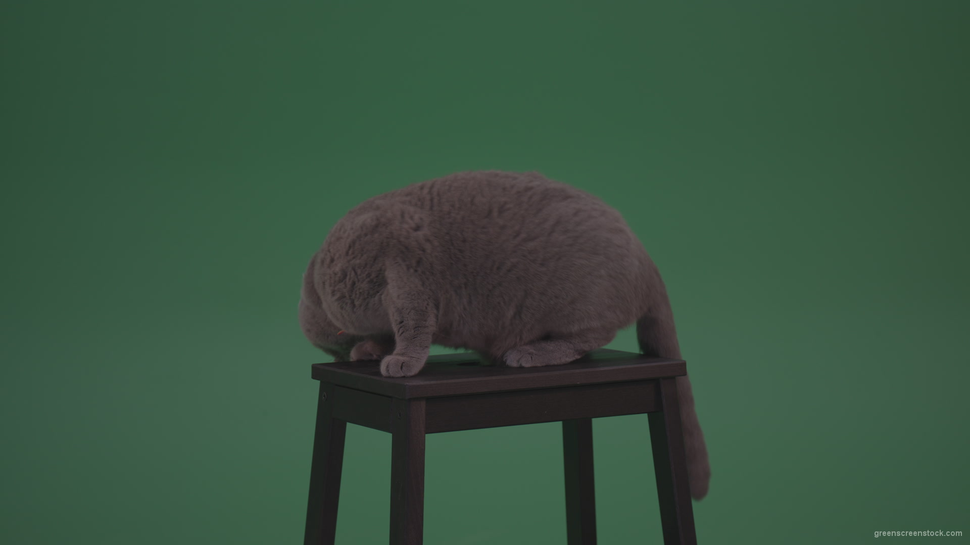 British-Gey-Cat-Sitting-On-Stool-Wagging-The-Tail-On_Green-Screen-Chroma-Key-Wall-Background_008 Green Screen Stock