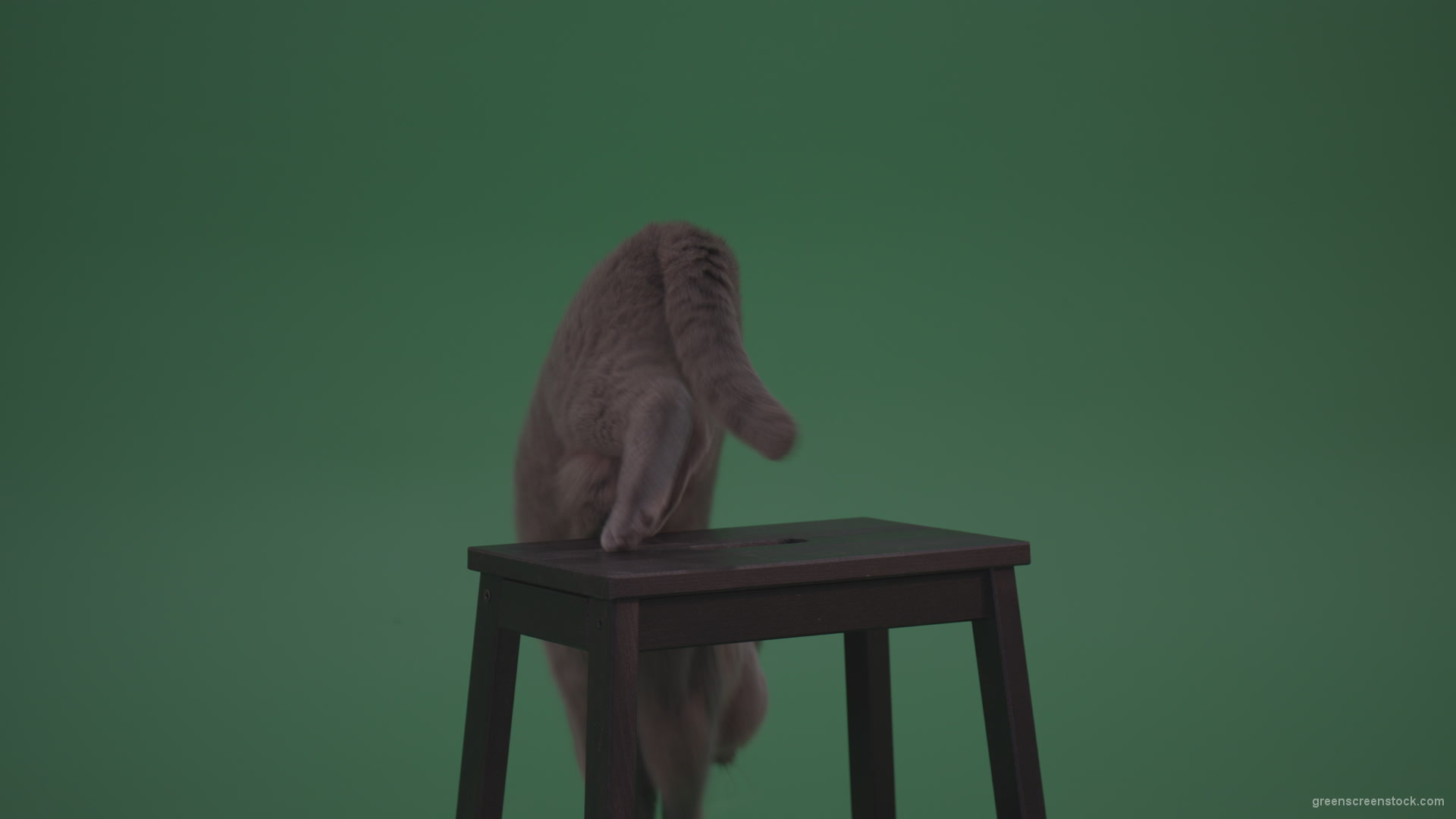 British-Gey-Cat-Sitting-On-Stool-Wagging-The-Tail-On_Green-Screen-Chroma-Key-Wall-Background_009 Green Screen Stock