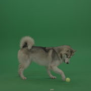 Cute_Grey_White_Huskie_Playing_Running_For_Yellow_Tennis_Balls_Decides_Which_To_Choose_On_Green_Screen_Wall_Chroma_Key_Wall_Background_008 Green Screen Stock
