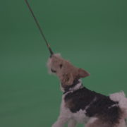 Funny-Wire-Fox-Terrier-Jumping-Standing-On-Back-Feet-Trying-To-Pull-Back-Black-Leather-Leash-Playing-With-Man-Green-Screen-Chroma-Key-Wall-Background_002 Green Screen Stock