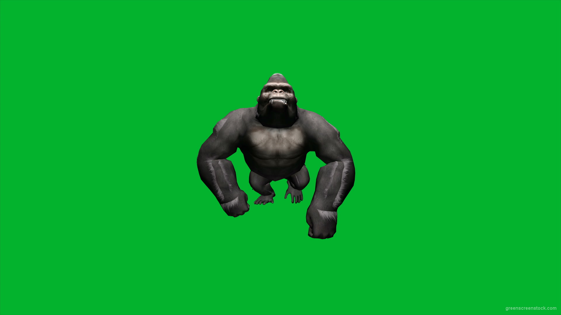 Gorilla Move - Green Screen Footage — Green Screen Stock